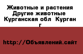 Животные и растения Другие животные. Курганская обл.,Курган г.